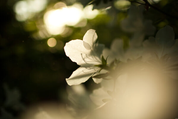 spring6_DESKTOP_0.jpg