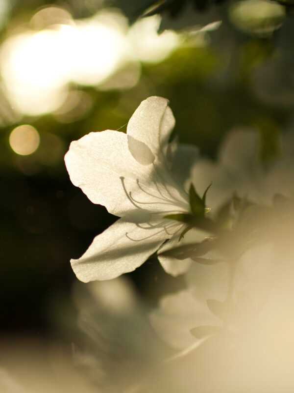 spring6_DESKTOP_0.jpg