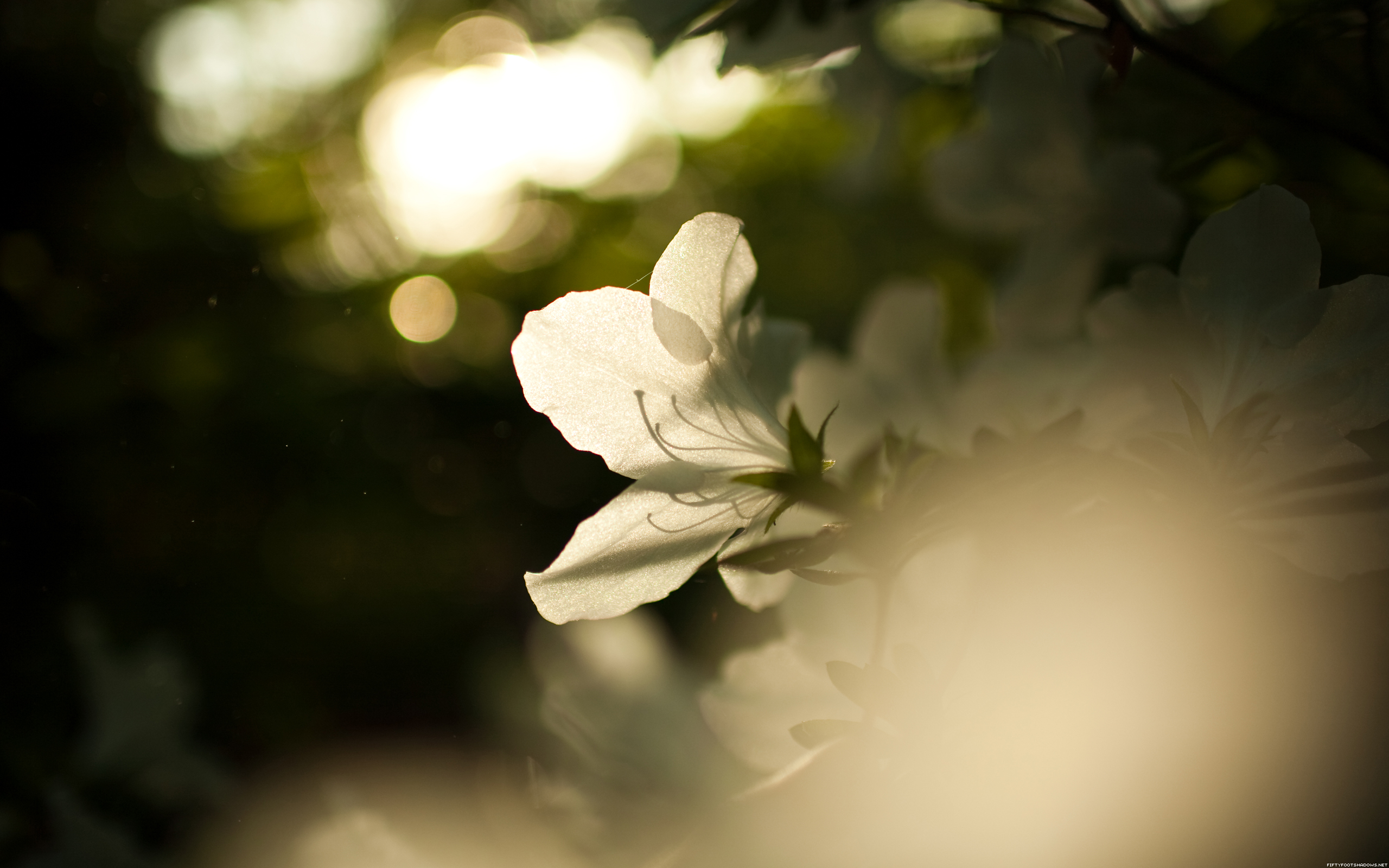 spring6_DESKTOP_0.jpg