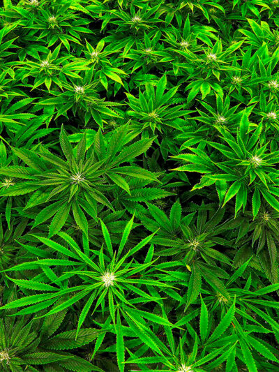Marijuana clones are monitored inside the "Vegetative Room" at the Ataraxia medical marijuana cultivation center in Albion, Ill.