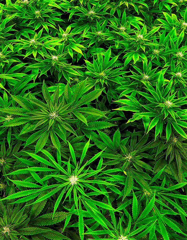 Marijuana clones are monitored inside the "Vegetative Room" at the Ataraxia medical marijuana cultivation center in Albion, Ill.