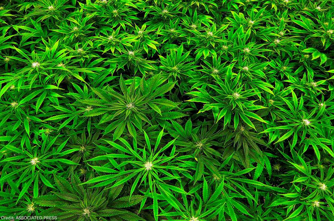 Marijuana clones are monitored inside the &quot;Vegetative Room&quot; at the Ataraxia medical marijuana cultivation center in Albion, Ill.